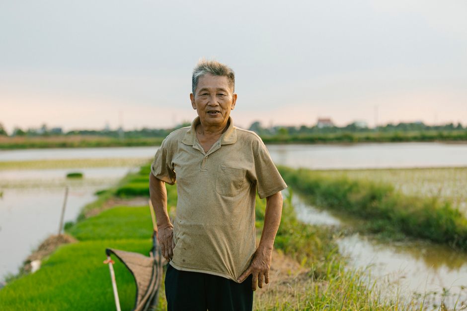 korean elderly farmer rice field