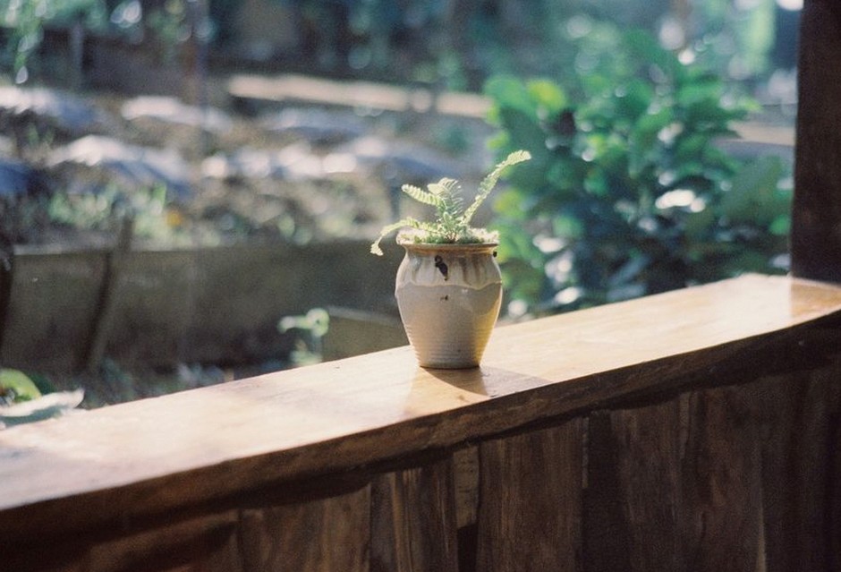 cozy veranda garden with potted plants sunlight