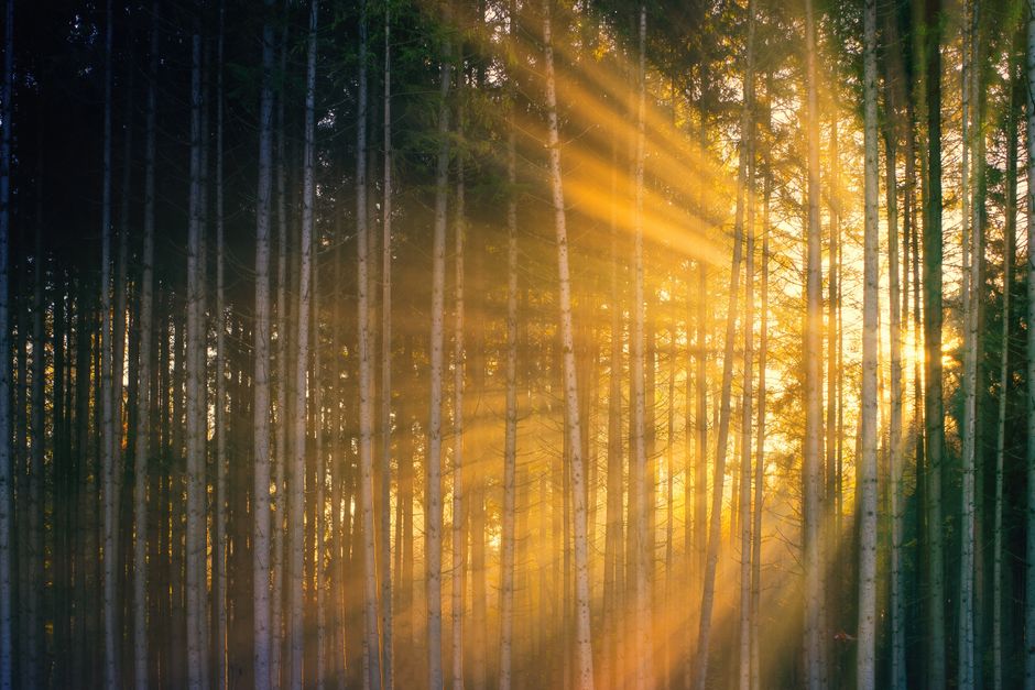 sunlight rays diagram eye