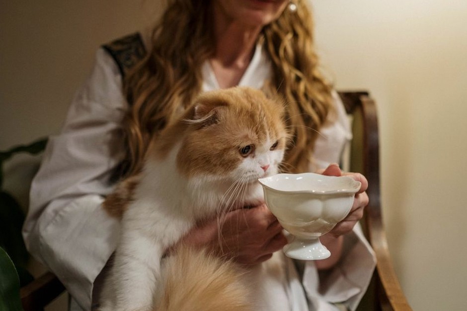cat sitting on elderly person lap