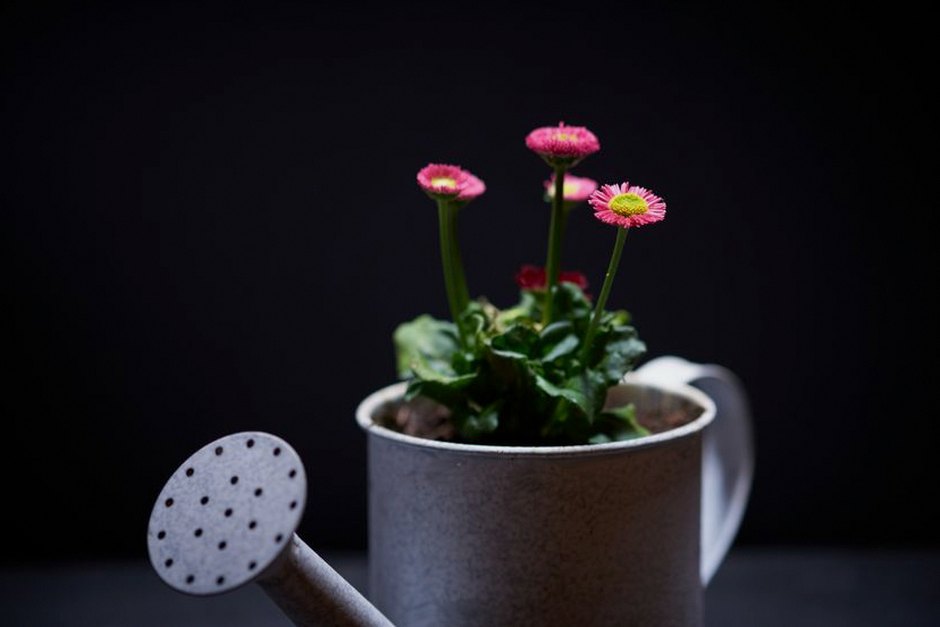 watering can plant pot close up