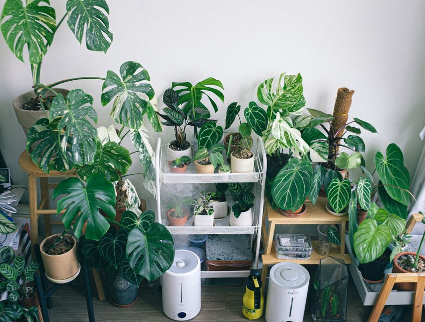 humidifier mist room