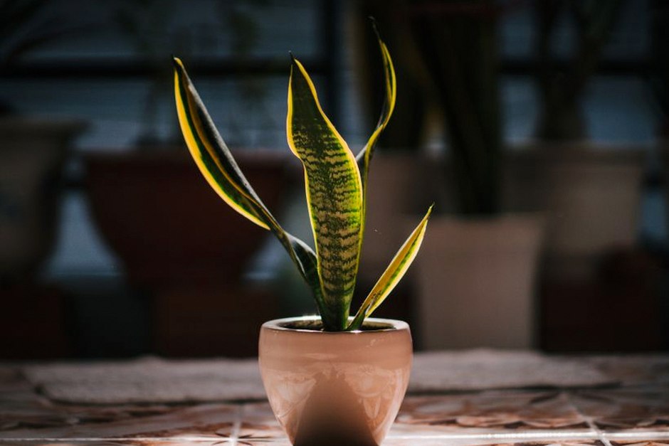 sansevieria snake plant indoor pot