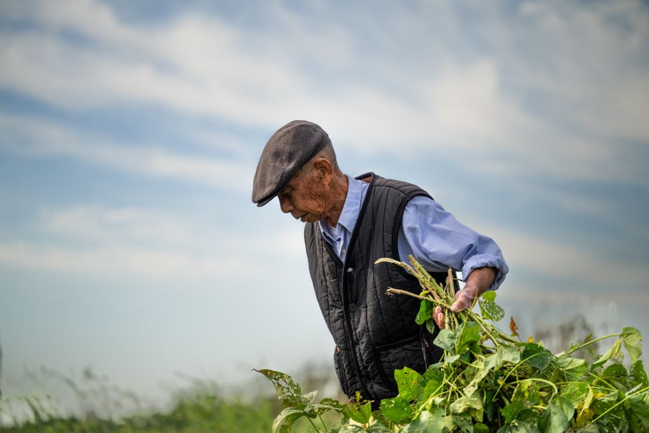korean elderly farmer field