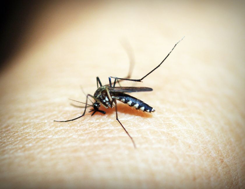 mosquito on skin closeup