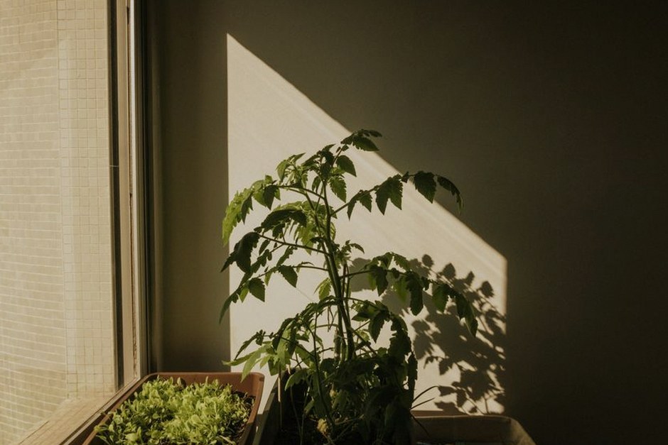 balcony vegetable garden lettuce pots