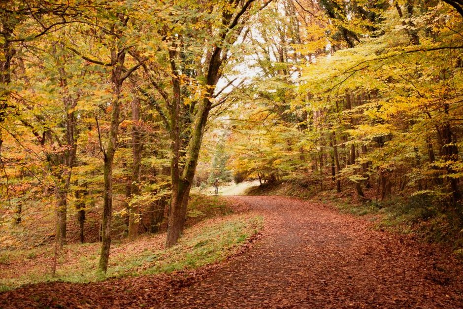 autumn walking path leaves