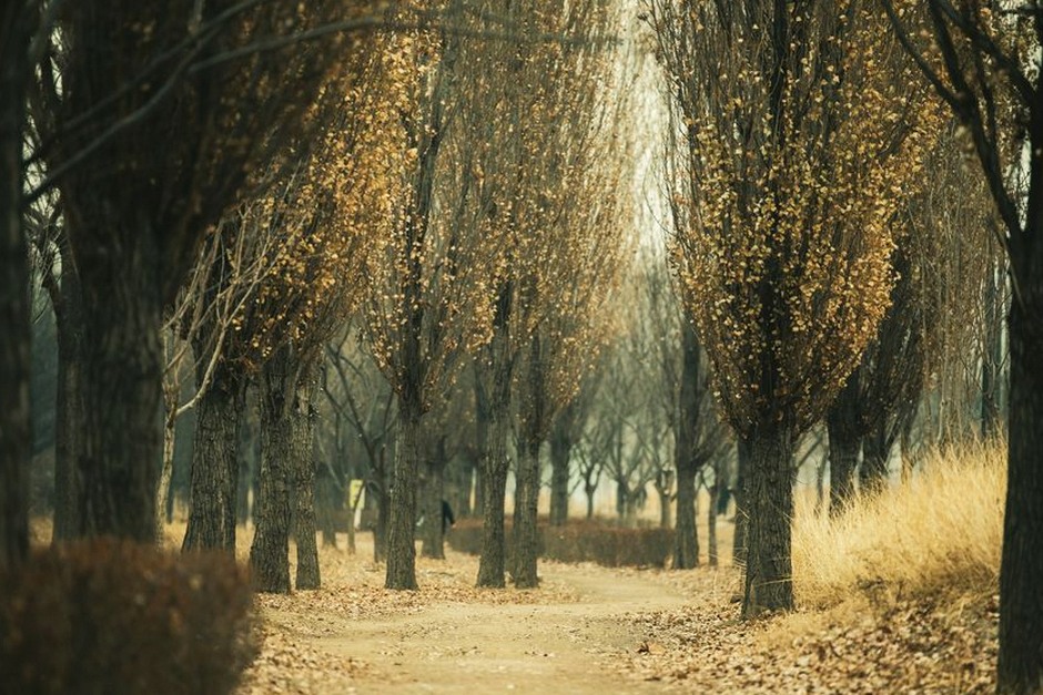 korean botanical garden autumn walking path