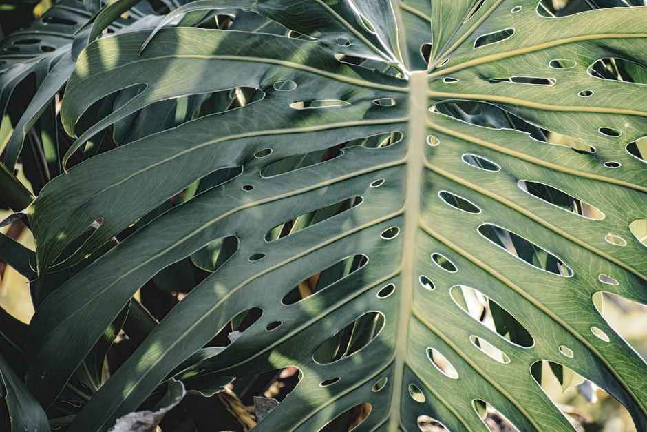 houseplant leaves close up sunlight