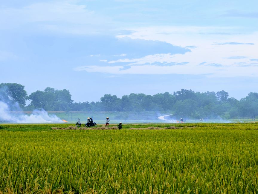 korean farmer working in field