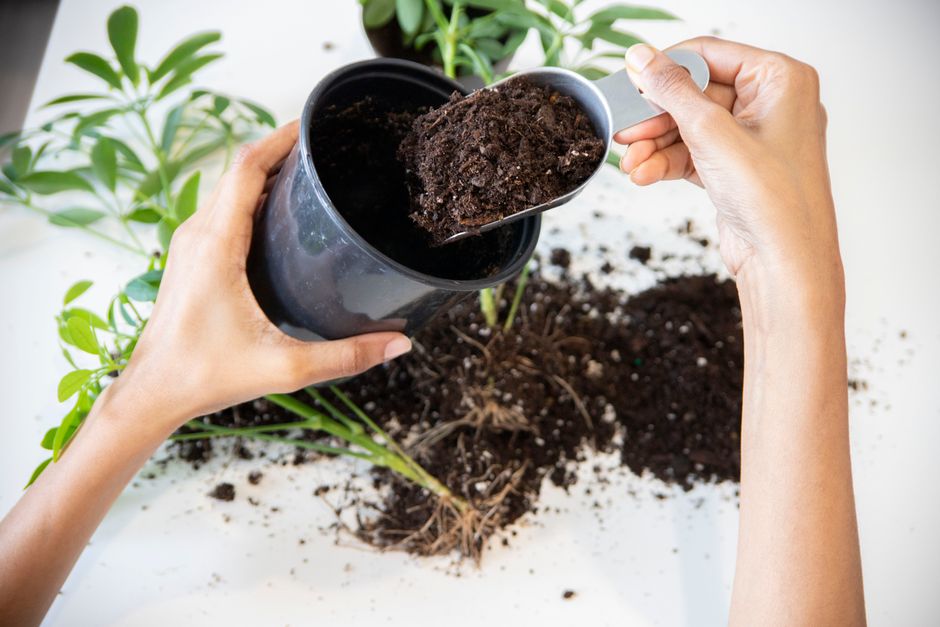 repotting plant soil pot