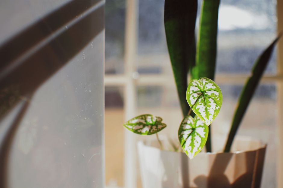 indoor plant home decor window sunlight